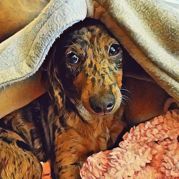 Meet your Posher, Shawn - Picture 1 of 1